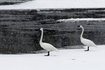 two swans on the Snake River